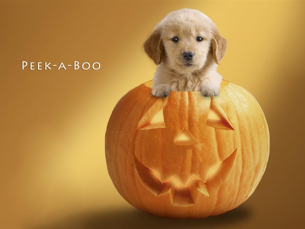 Puppy Photo HD wallpapers (10) #11 - 1024x768