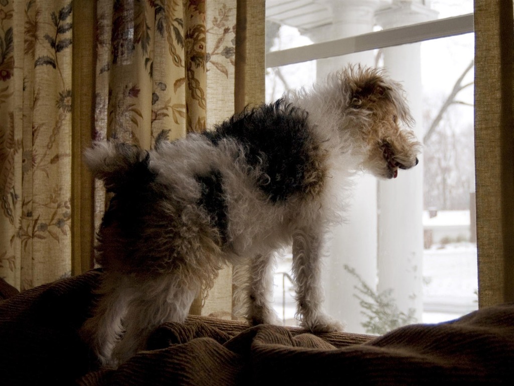 Cachorro de fotos HD fondos de escritorio (10) #17 - 1024x768