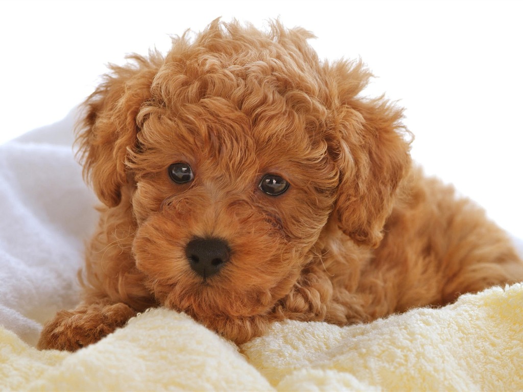 Puppy Foto HD Tapety na plochu (10) #19 - 1024x768