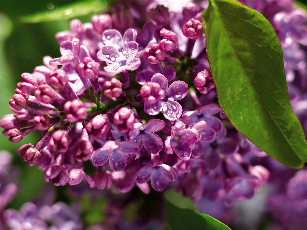 fleurs fond d'écran Widescreen close-up (3) #1 - 1024x768