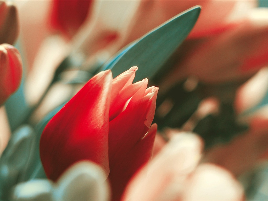 Širokoúhlý tapety květiny close-up (3) #2 - 1024x768