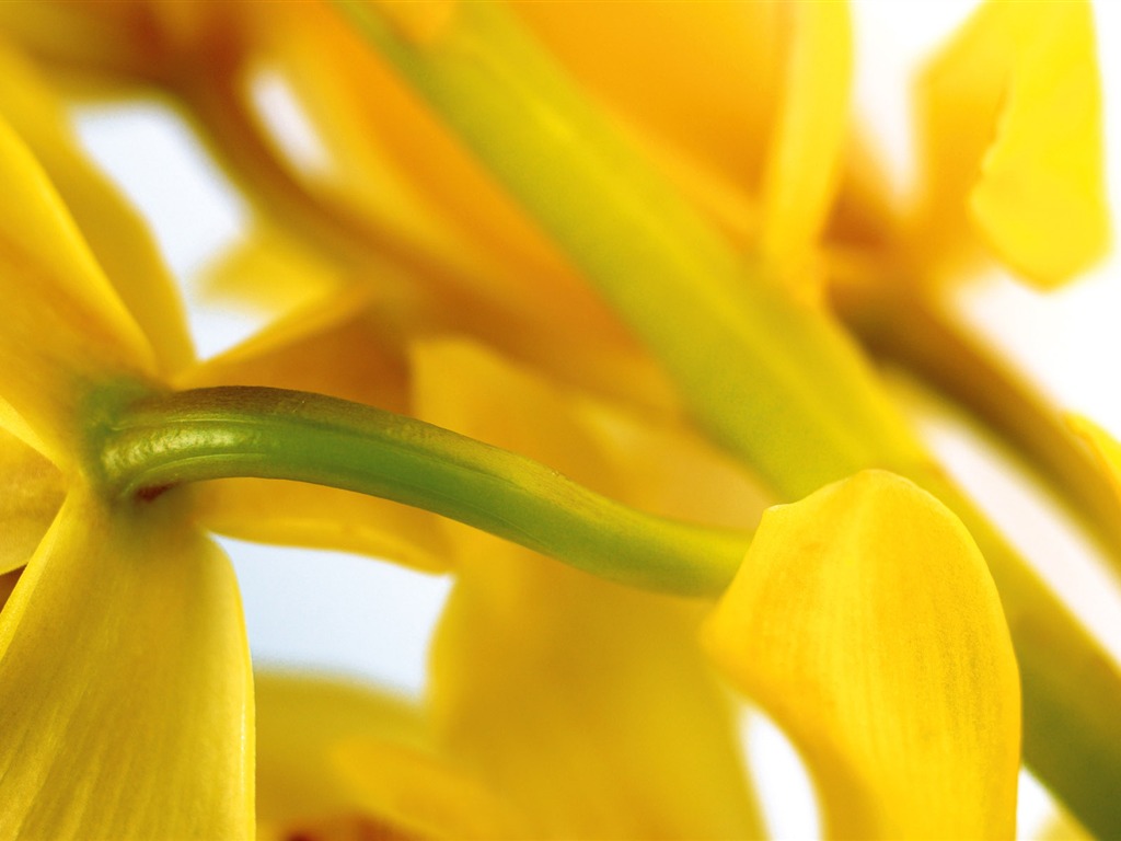 fleurs fond d'écran Widescreen close-up (3) #3 - 1024x768