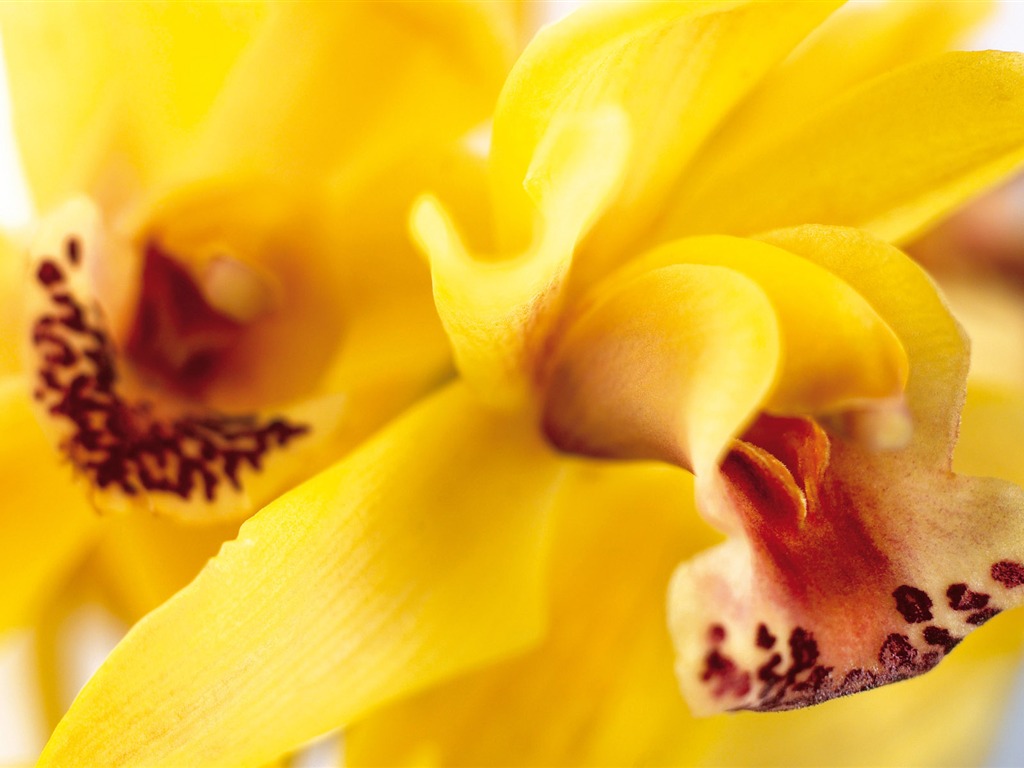 Širokoúhlý tapety květiny close-up (3) #7 - 1024x768