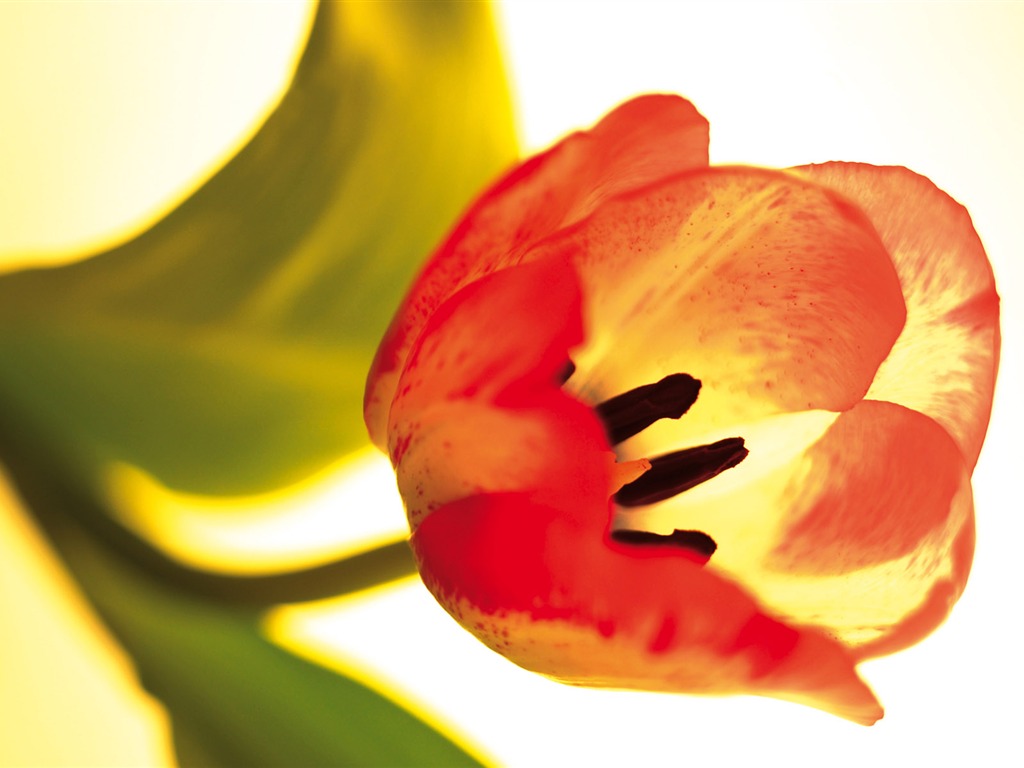 fleurs fond d'écran Widescreen close-up (3) #12 - 1024x768