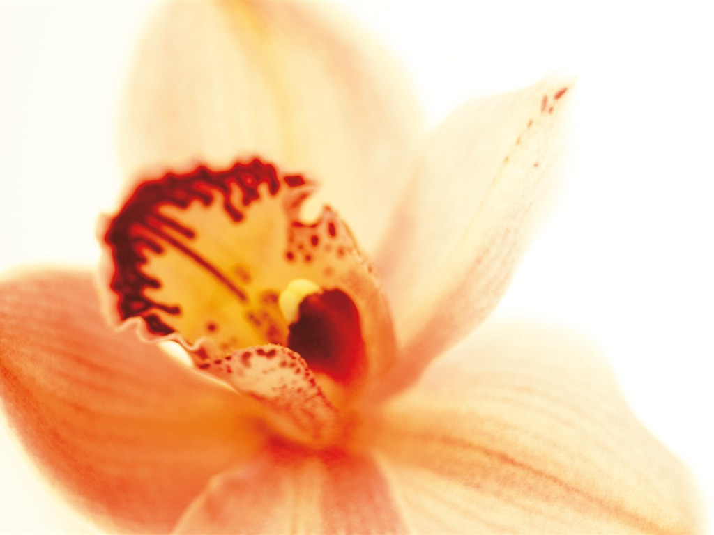 Širokoúhlý tapety květiny close-up (3) #14 - 1024x768