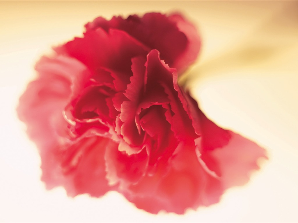 Širokoúhlý tapety květiny close-up (3) #17 - 1024x768