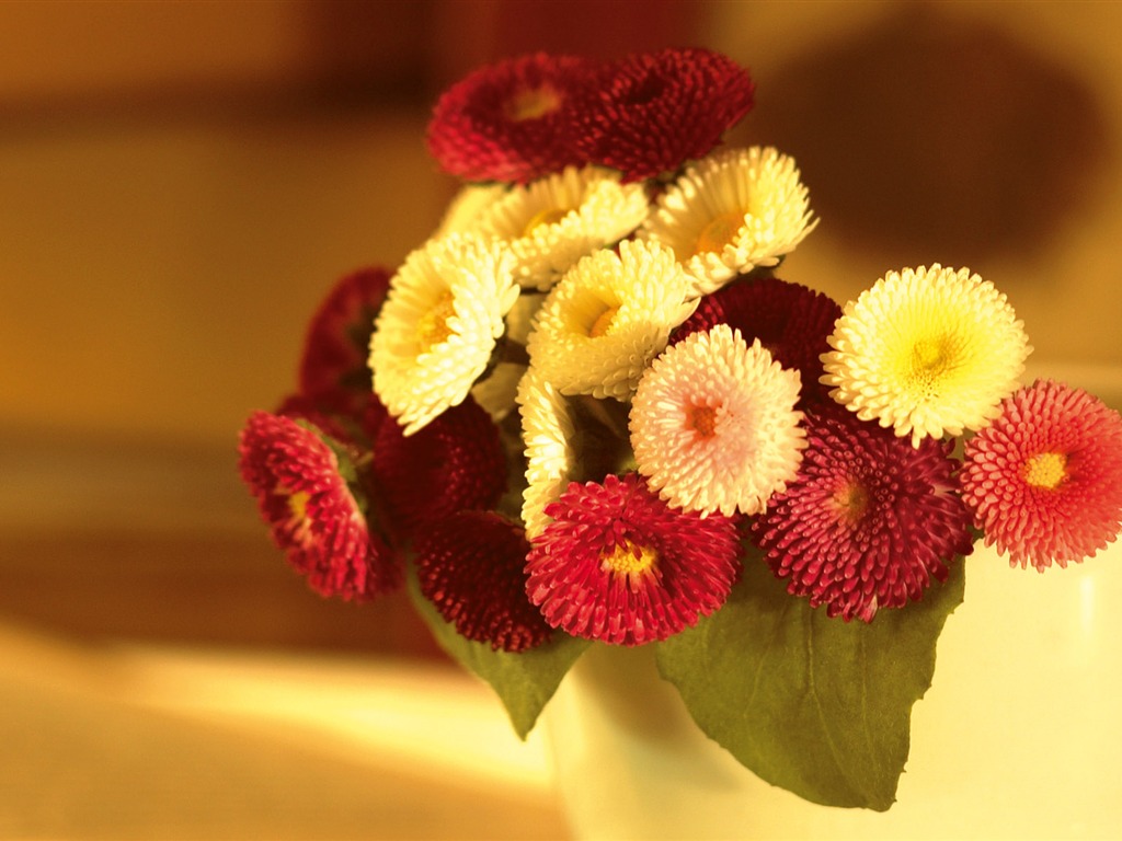 Širokoúhlý tapety květiny close-up (3) #19 - 1024x768
