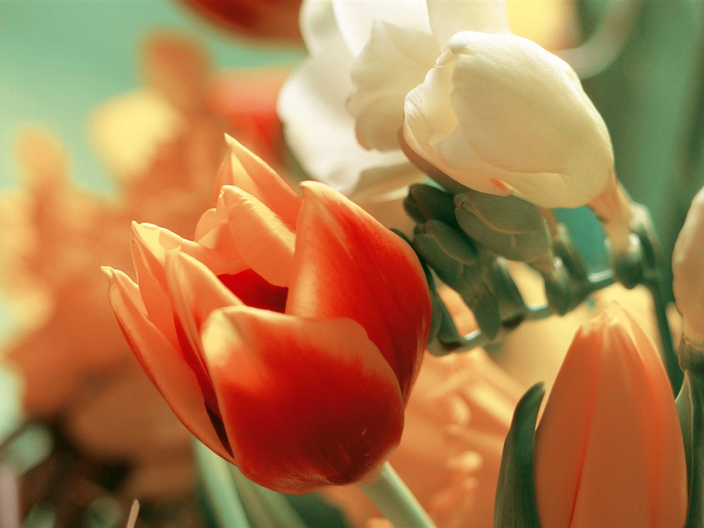 fleurs fond d'écran Widescreen close-up (3) #20 - 1024x768