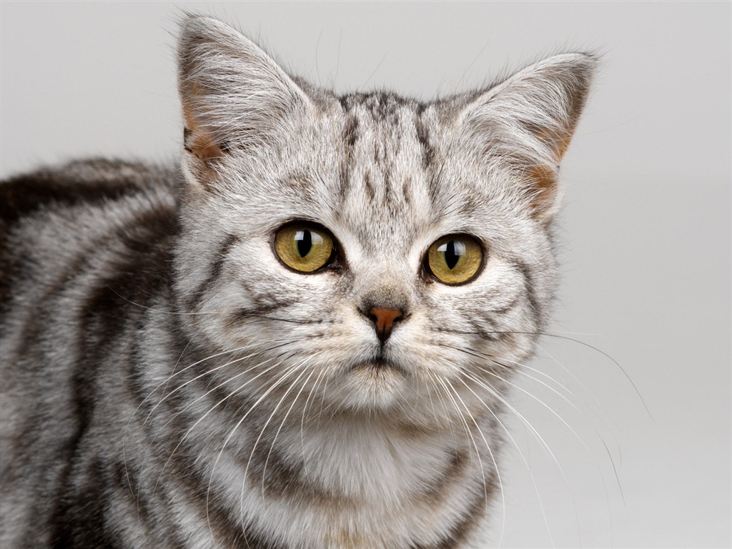 加菲猫|摄影|宠物摄影|AMYWORKS赛猫摄影 - 原创作品 - 站酷 (ZCOOL)