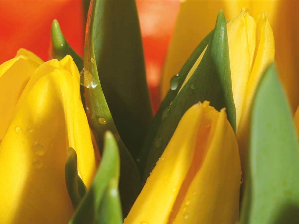 fleurs fond d'écran Widescreen close-up (4) #6 - 1024x768