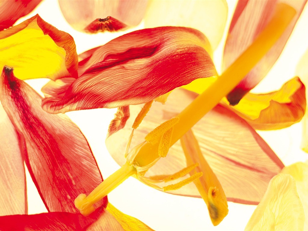 Widescreen wallpaper flowers close-up (5) #1 - 1024x768