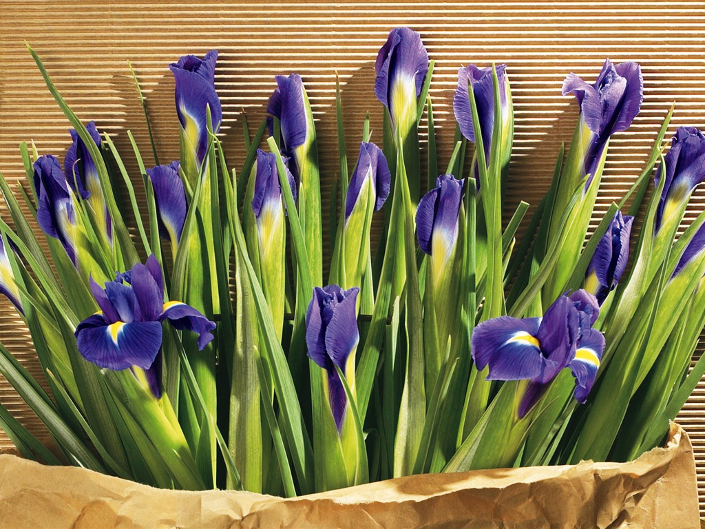 fondos de escritorio de flores con pantalla ancha de cerca (5) #3 - 1024x768