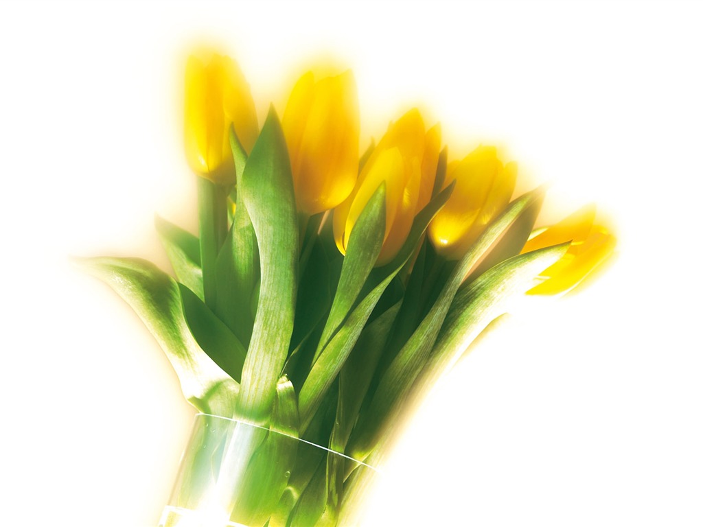 fondos de escritorio de flores con pantalla ancha de cerca (5) #7 - 1024x768