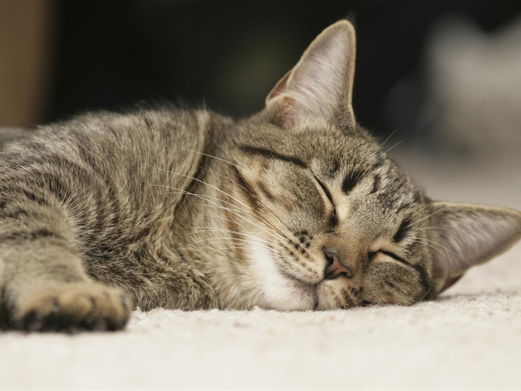 1920 Cat Foto Tapety (4) #4 - 1024x768