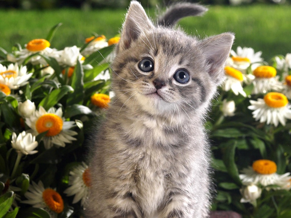 1920 Cat Foto Tapety (4) #13 - 1024x768