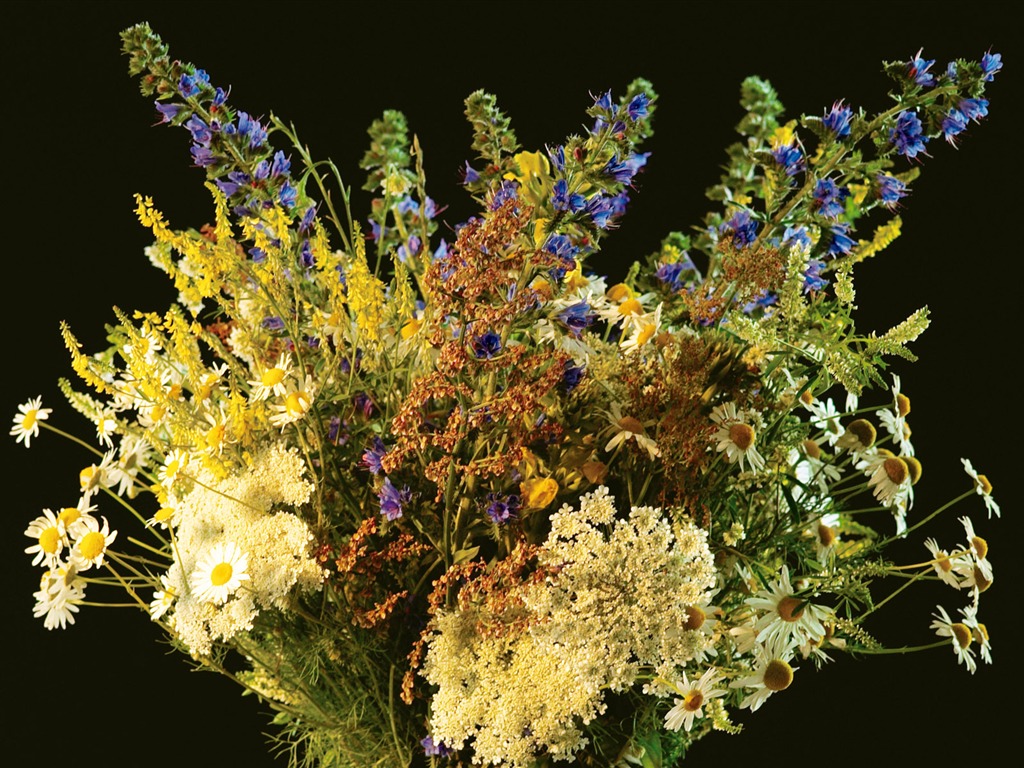 fleurs fond d'écran Widescreen close-up (6) #18 - 1024x768