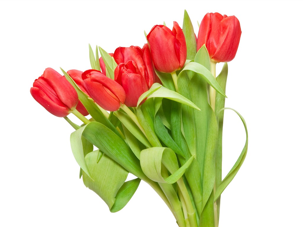 Large tulip wallpaper (3) #6 - 1024x768