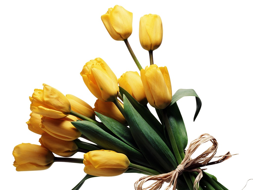 Velký tulipán tapetu (3) #10 - 1024x768