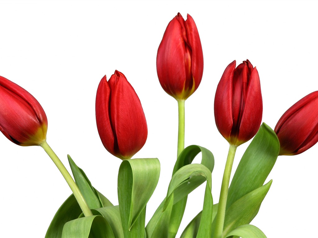 Velký tulipán tapetu (3) #11 - 1024x768