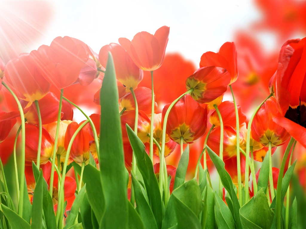 Large tulip wallpaper (3) #13 - 1024x768