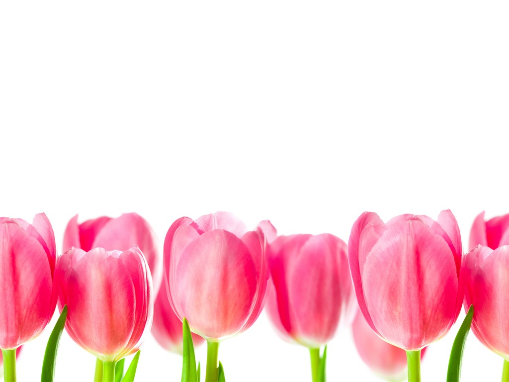 Large tulip wallpaper (3) #14 - 1024x768