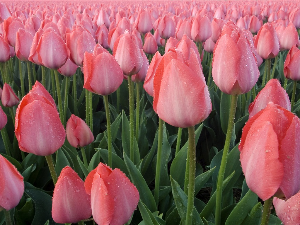 Large tulip wallpaper (3) #19 - 1024x768