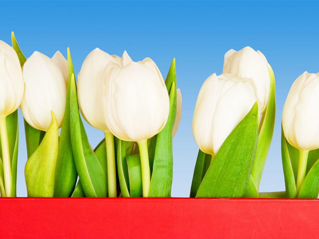 Velký tulipán tapetu (3) #20 - 1024x768