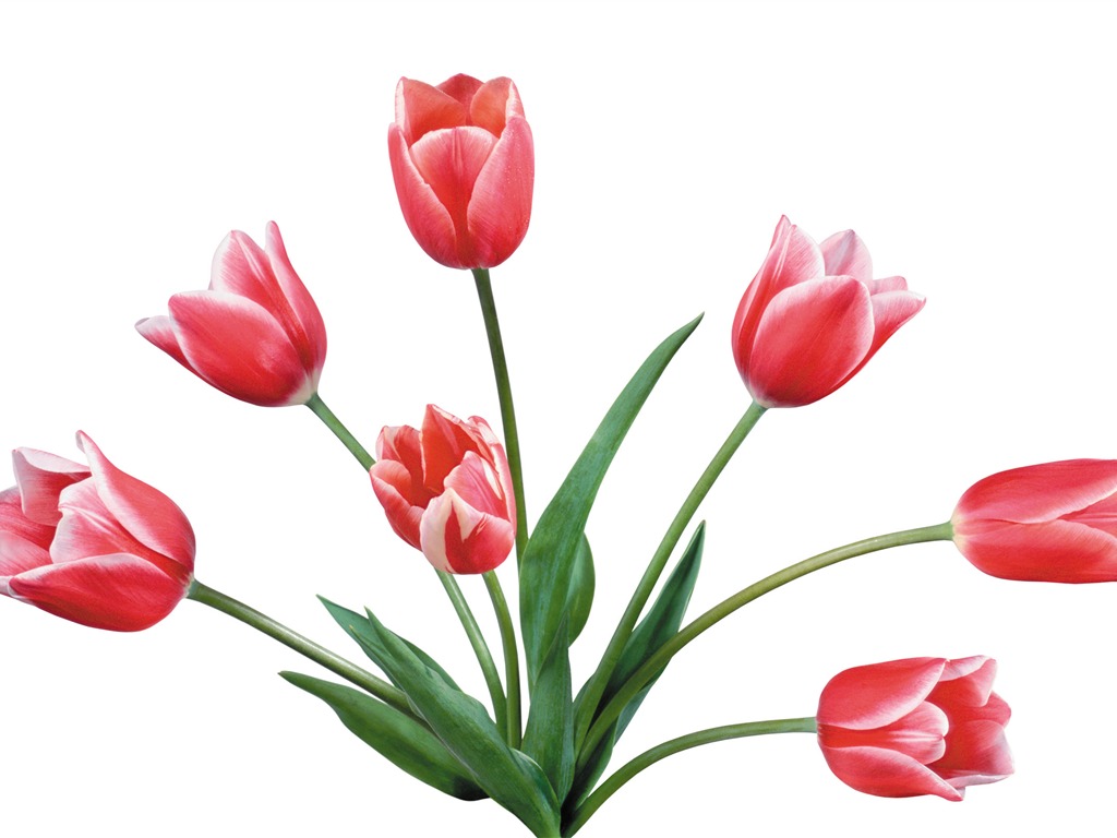 Large tulip wallpaper (4) #3 - 1024x768