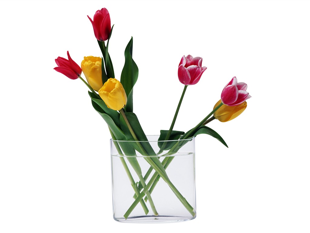 fondos de escritorio de gran tulipán (4) #5 - 1024x768