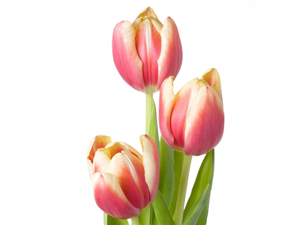 Large tulip wallpaper (4) #14 - 1024x768