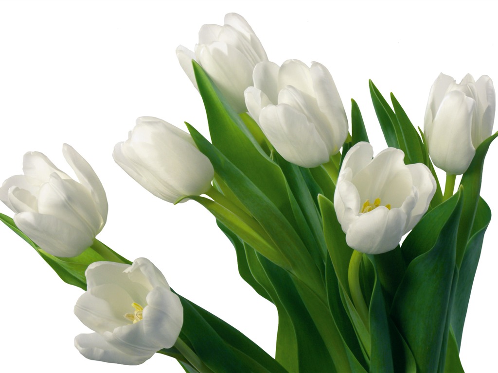 Large tulip wallpaper (4) #18 - 1024x768