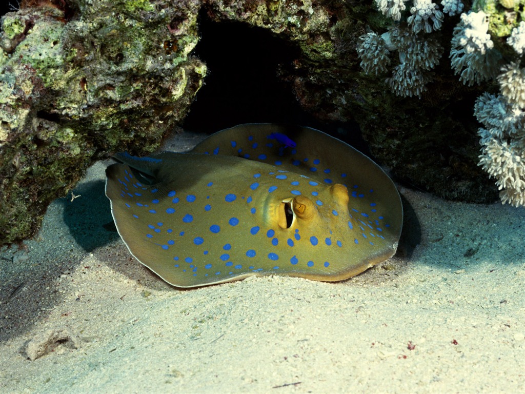 繽紛海底世界(三) #4 - 1024x768