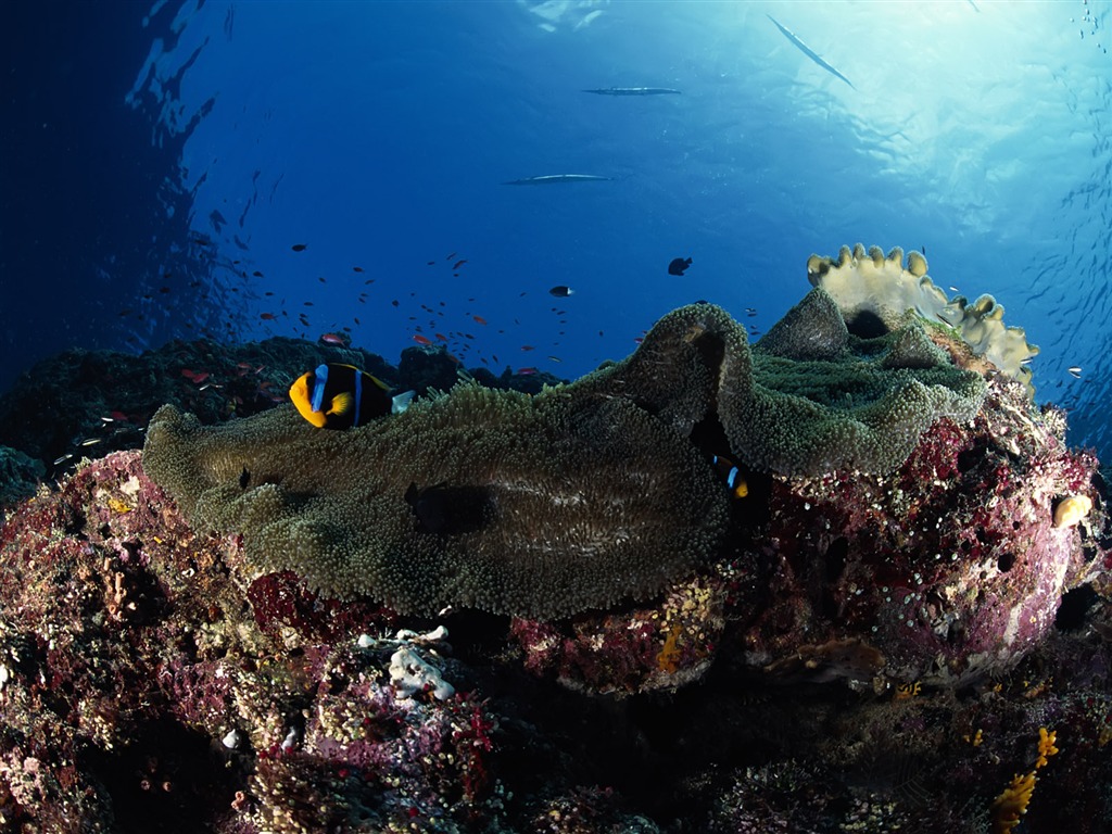 Zábava Underwater World (3) #15 - 1024x768