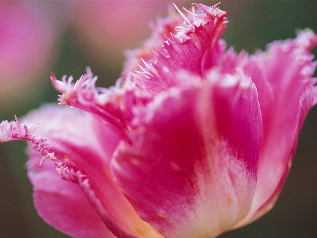 fleurs fond d'écran Widescreen close-up (7) #6 - 1024x768