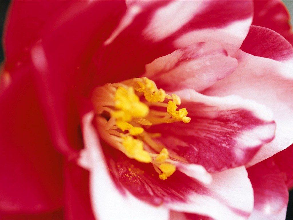 fleurs fond d'écran Widescreen close-up (7) #13 - 1024x768