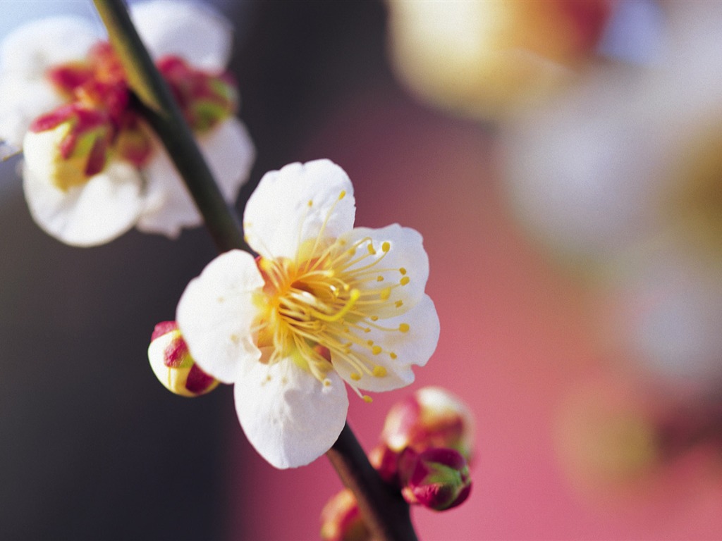 fleurs fond d'écran Widescreen close-up (7) #17 - 1024x768