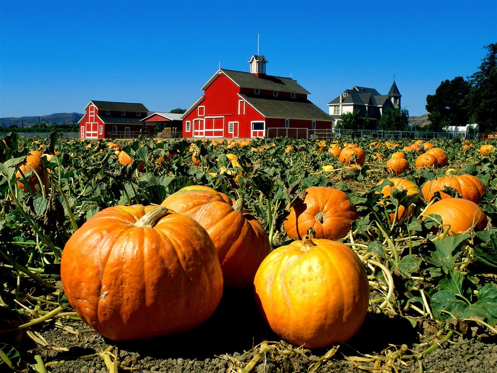 Halloween Theme Wallpapers (1) #17 - 1024x768