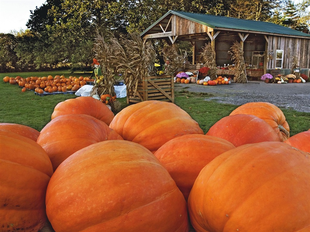 Fonds d'écran thème de l'Halloween (1) #21 - 1024x768