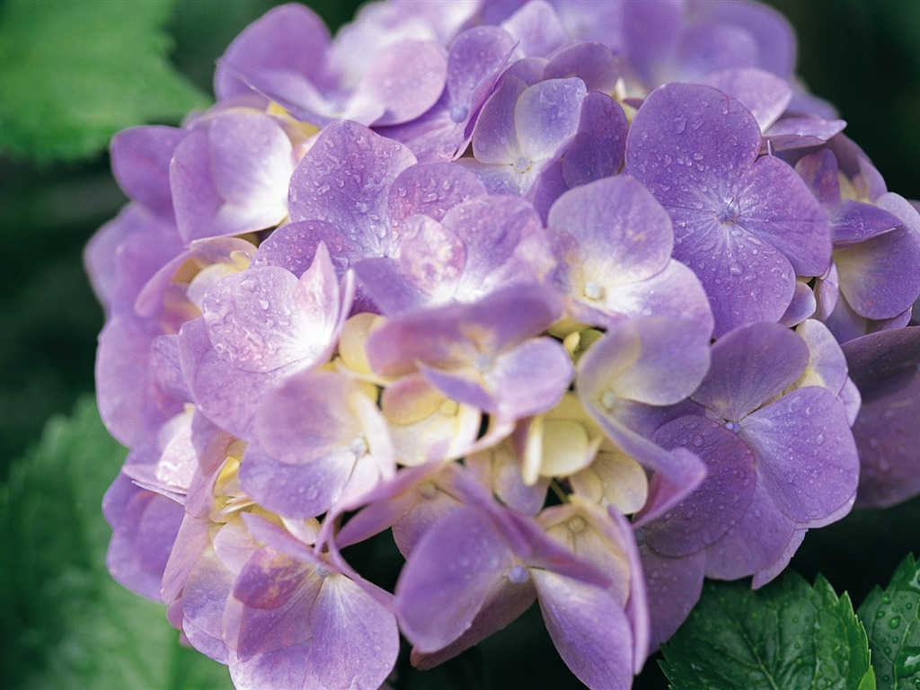 宽屏鲜花特写 壁纸(八)4 - 1024x768