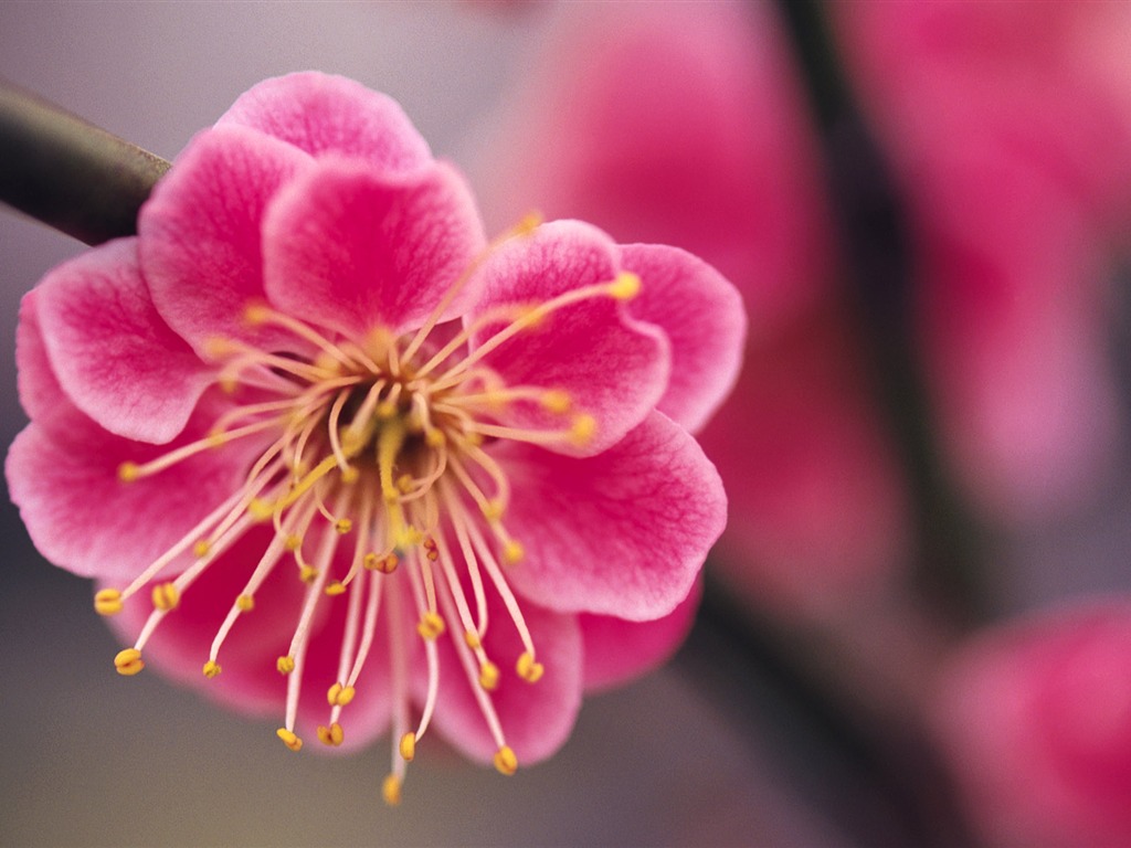 fleurs fond d'écran Widescreen close-up (9) #1 - 1024x768