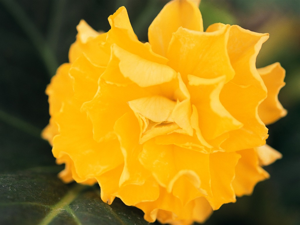 fleurs fond d'écran Widescreen close-up (9) #8 - 1024x768