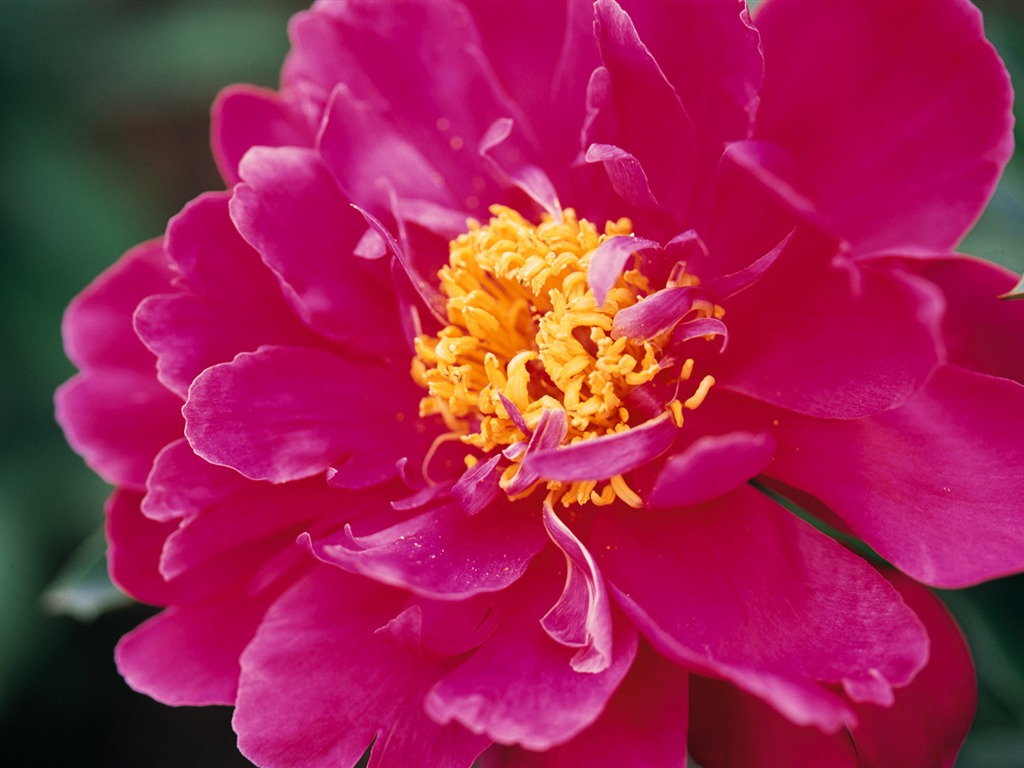 fleurs fond d'écran Widescreen close-up (9) #9 - 1024x768