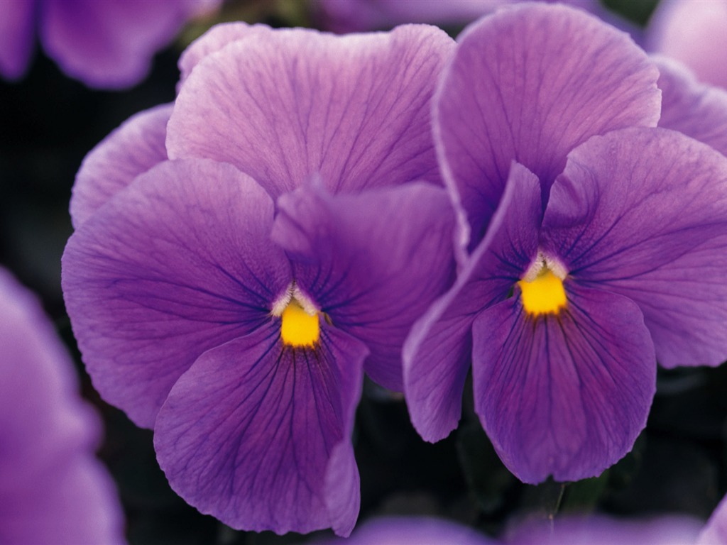 fleurs fond d'écran Widescreen close-up (9) #10 - 1024x768