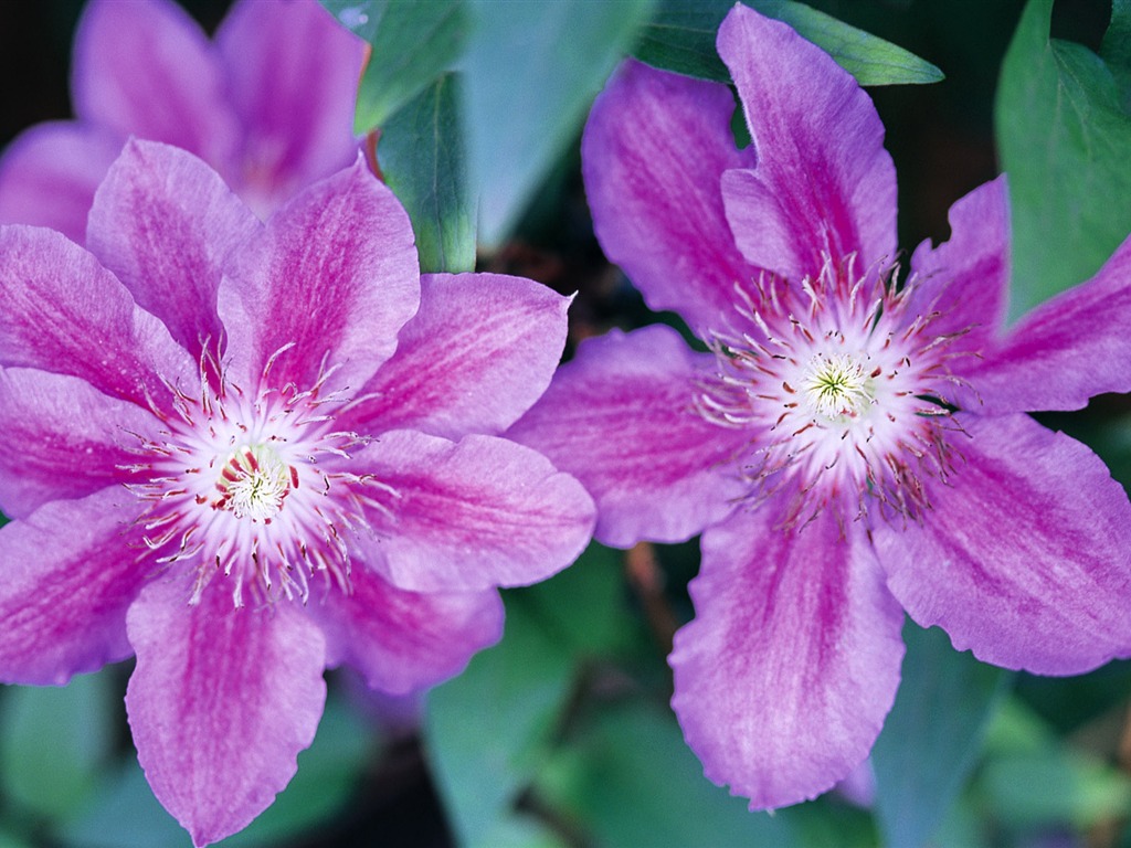 fleurs fond d'écran Widescreen close-up (9) #14 - 1024x768