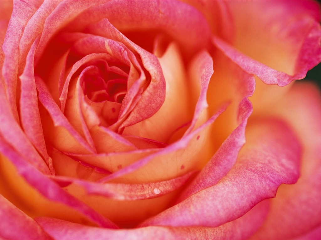 fleurs fond d'écran Widescreen close-up (9) #19 - 1024x768