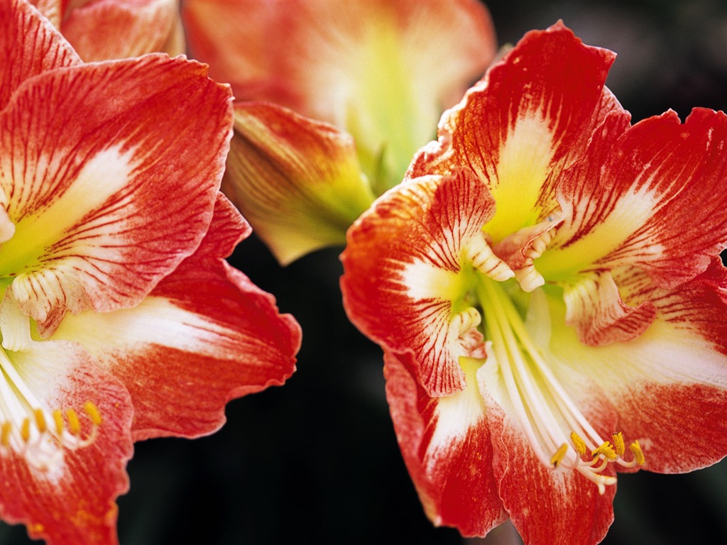 fleurs fond d'écran Widescreen close-up (10) #2 - 1024x768