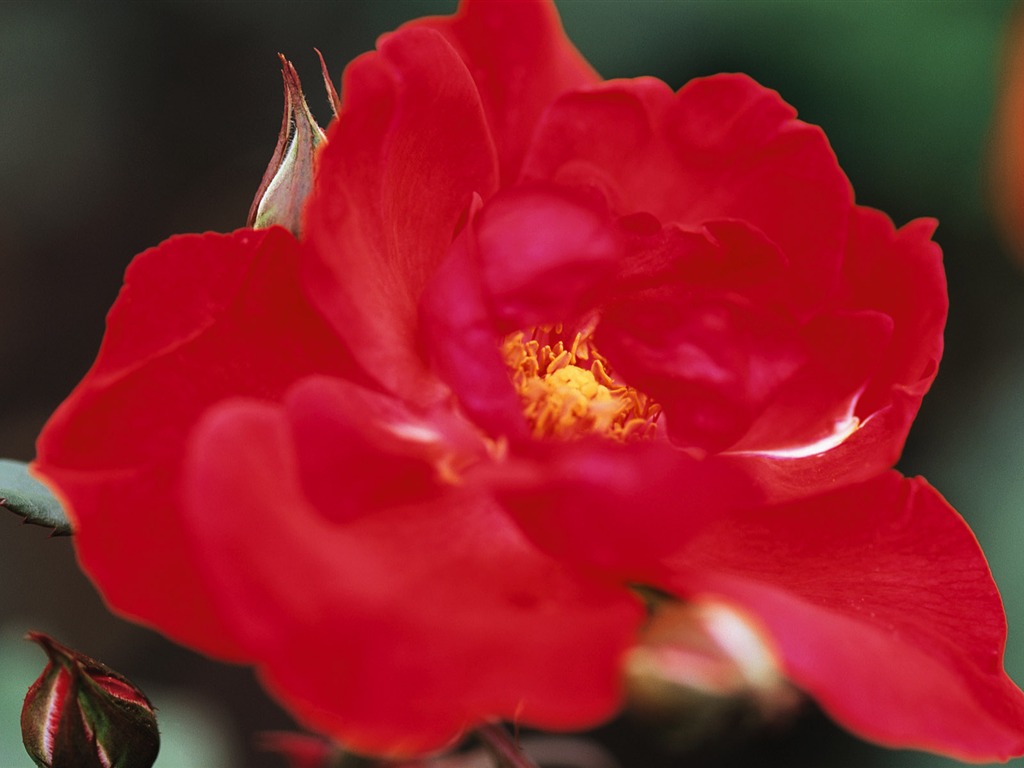 fleurs fond d'écran Widescreen close-up (10) #4 - 1024x768