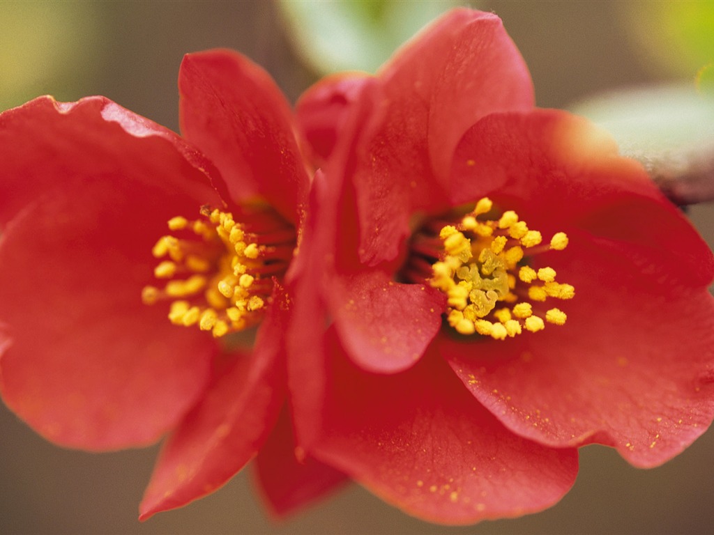 fleurs fond d'écran Widescreen close-up (10) #8 - 1024x768