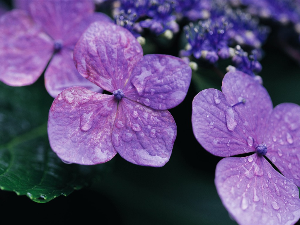 fleurs fond d'écran Widescreen close-up (10) #9 - 1024x768