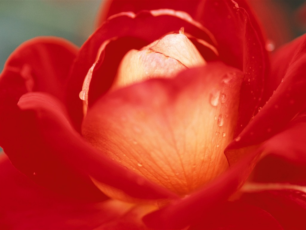 fleurs fond d'écran Widescreen close-up (10) #13 - 1024x768